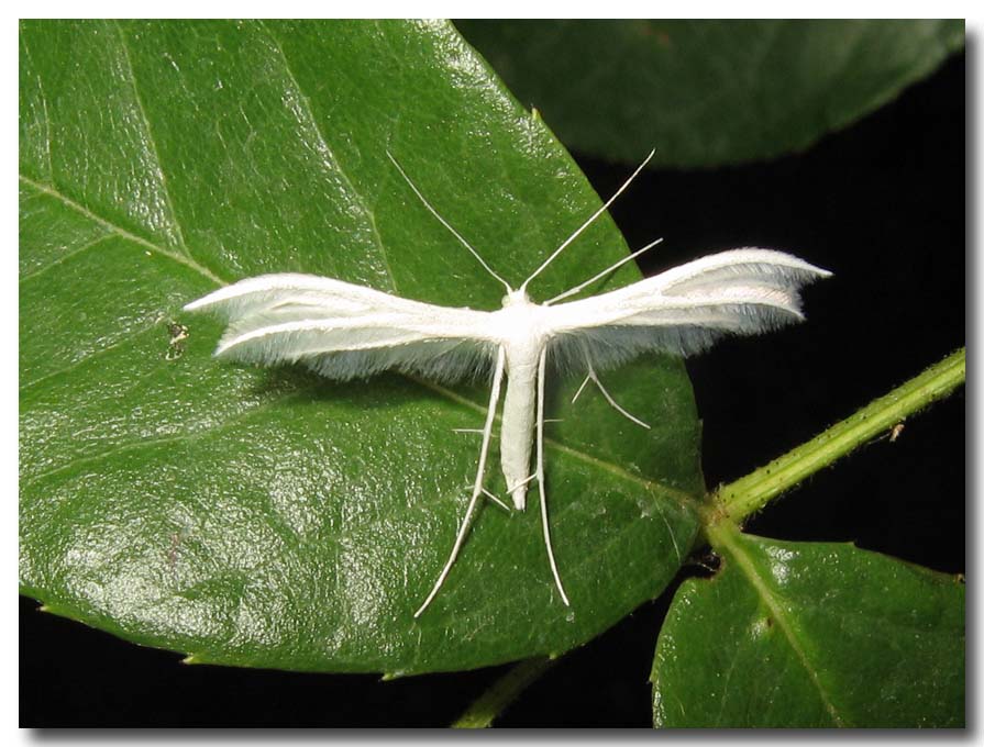 Pterophorus pentadactyla